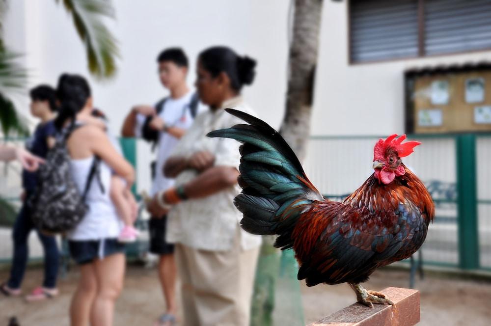Hotel Avillion Port Dickson Zewnętrze zdjęcie A rooster in the streets of San Juan, Puerto Rico